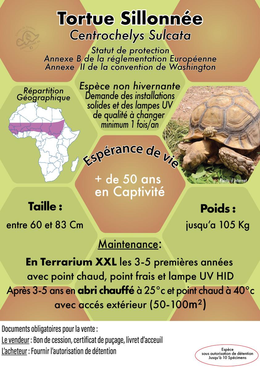 Fiche sulcata elevage tortue vendee carapacitaire 85 site 1