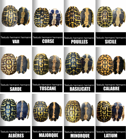 Livre tortue carapace varoise