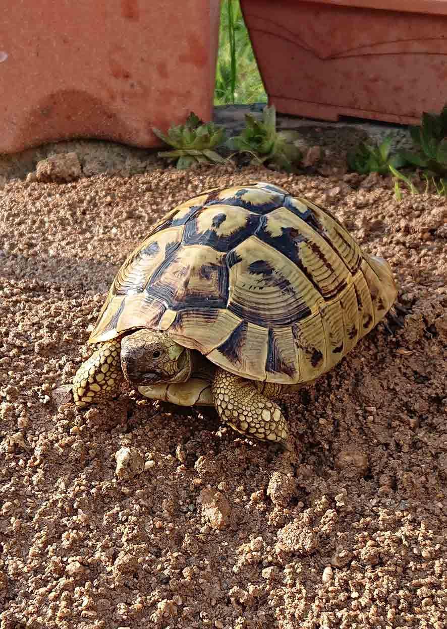 Reproducteur hermann boettgeri elevage tortue herman carapacitaire 85 1