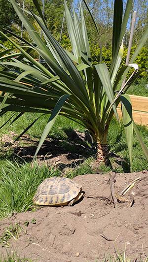 Reproducteur hermann boettgeri elevage tortue herman carapacitaire 85 5 size 1