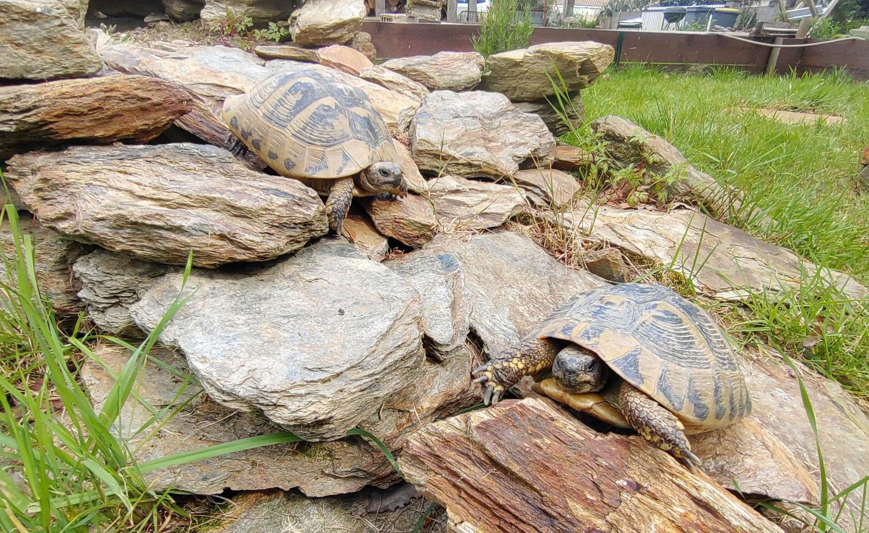 GROSSE TORTUE TERRESTRE