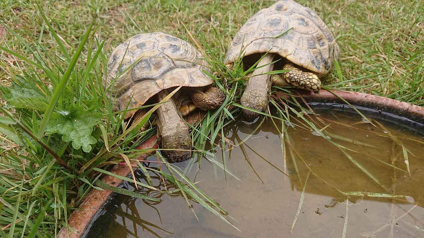 Reproducteur hermann boettgeri elevage tortue herman carapacitaire 85 9