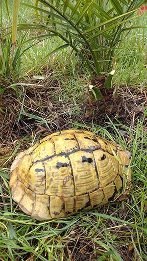 Reproducteur hermann boettgeri yellow jaune elevage tortue herman carapacitaire 85 4 size 1