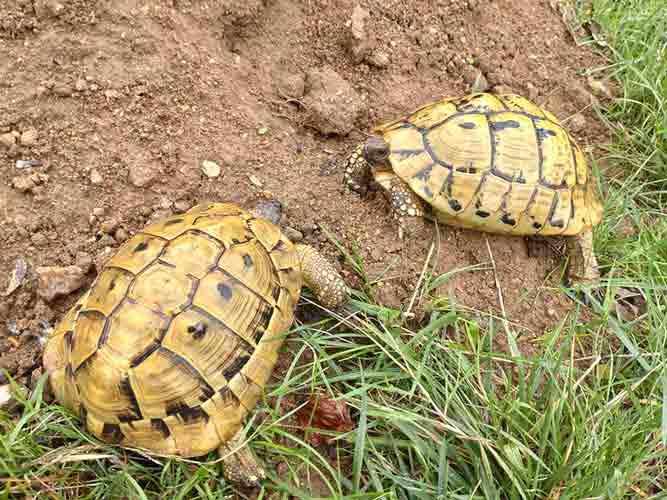 Reproducteur hermann boettgeri yellow jaune elevage tortue herman carapacitaire 85 7