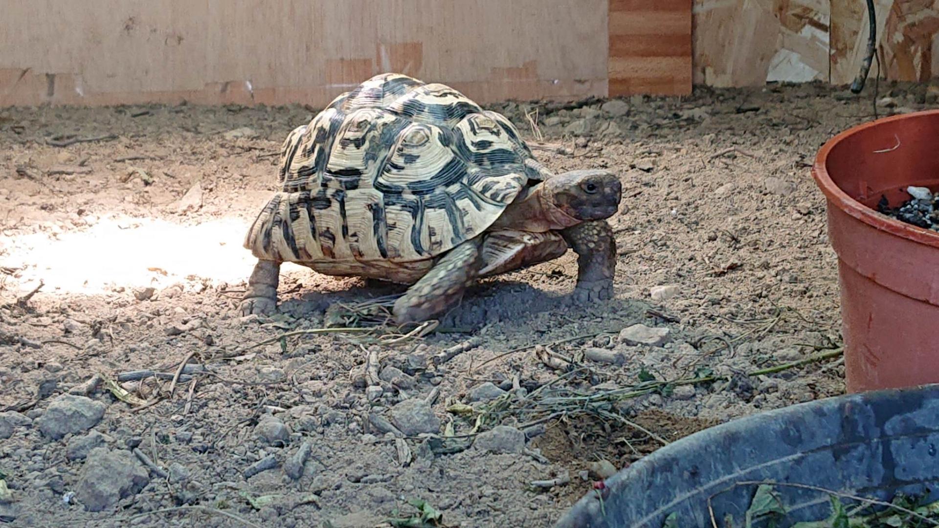 Stigmochelys pardalis tortue le opard elevage tortue vende e carapacitaire 85 8