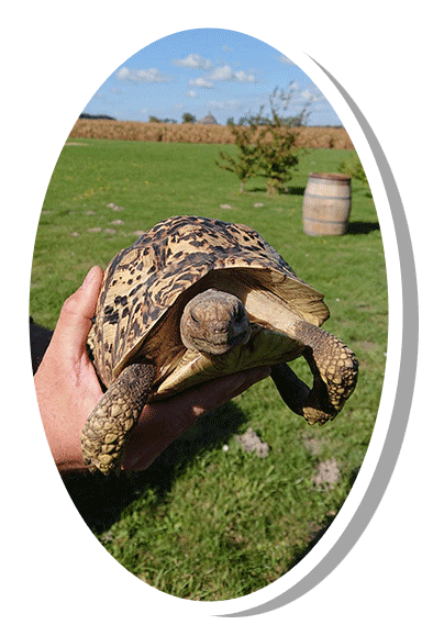Test 2 stigmochelys pardalis tortue le opard elevage tortue vende e carapacitaire 85 1