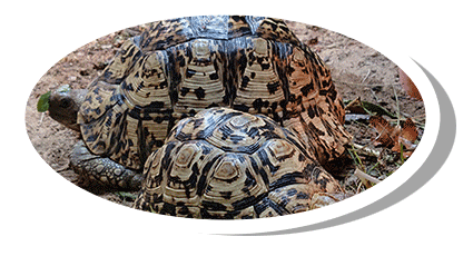 Test 3stigmochelys pardalis tortue le opard elevage tortue vende e carapacitaire 85 4