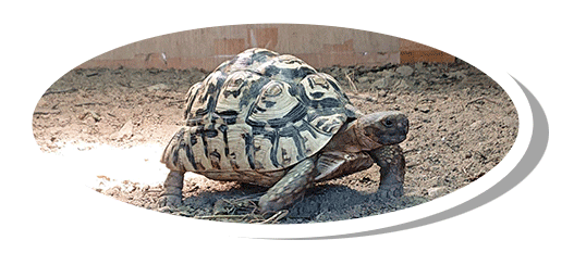 Test 4 stigmochelys pardalis tortue le opard elevage tortue vende e carapacitaire 85 8