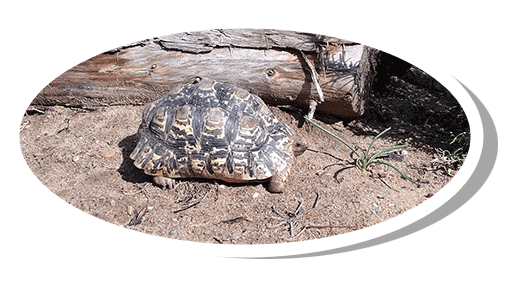 Test 5 stigmochelys pardalis tortue le opard elevage tortue vende e carapacitaire 85 5