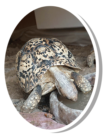 Test 7stigmochelys pardalis tortue le opard elevage tortue vende e carapacitaire 85 12