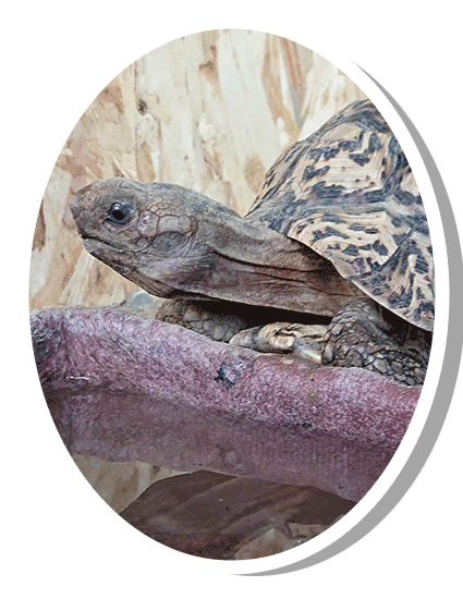 Test 8stigmochelys pardalis tortue le opard elevage tortue vende e carapacitaire 85 17