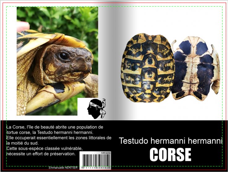 Testudo hermanni corse