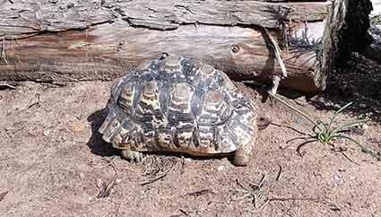 Xsstigmochelys pardalis tortue le opard elevage tortue vende e carapacitaire 85 5